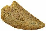 Serrated Raptor Tooth - Real Dinosaur Tooth #358022-1